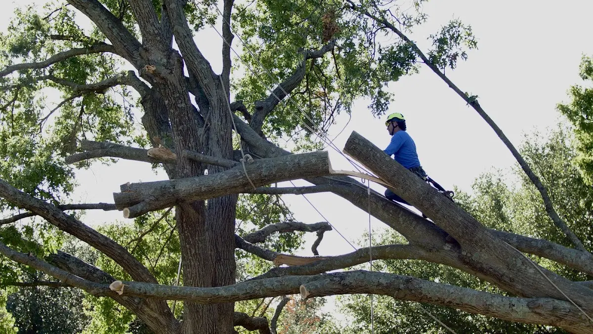 Professional Hazardous Tree Removal performed by certified arborists in Lindstrom