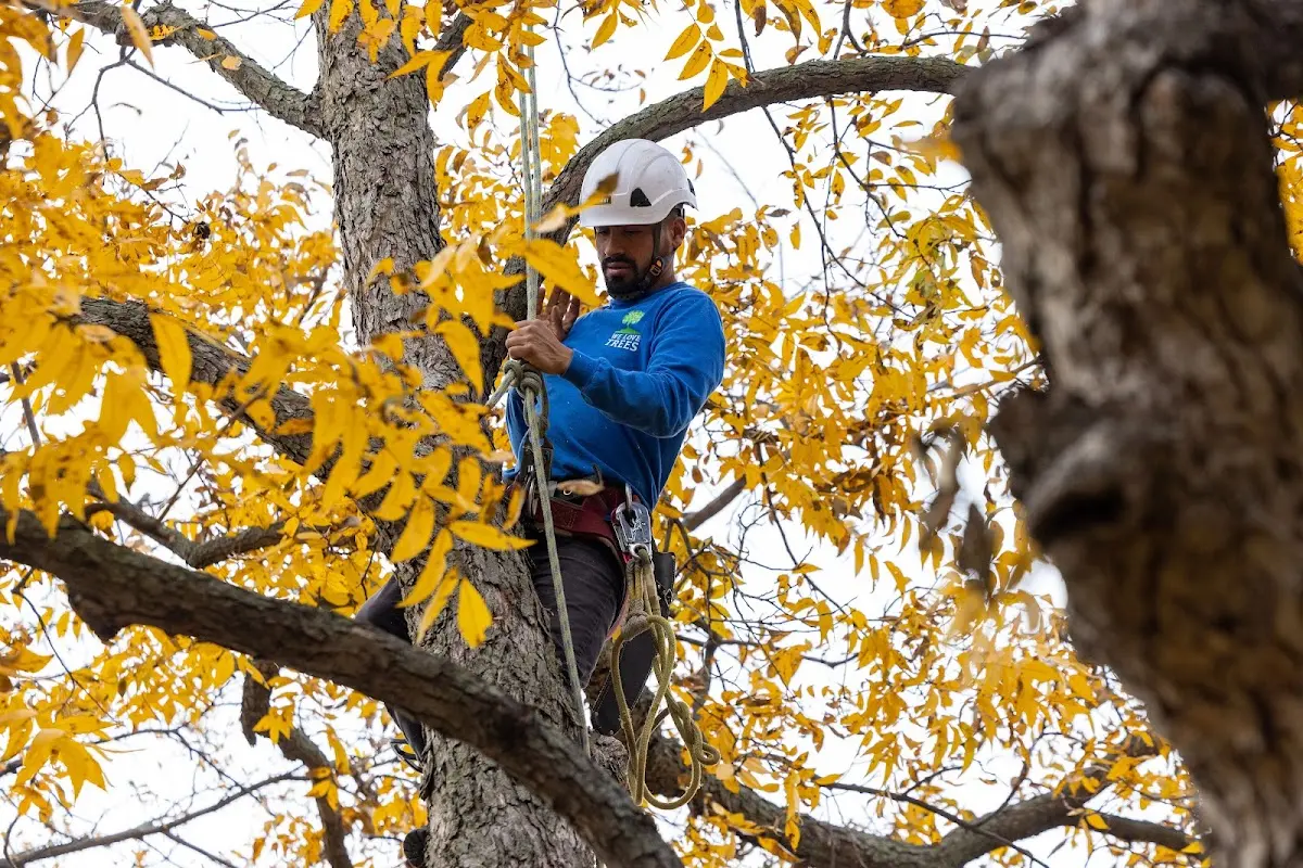 Skilled Tree Pruning crew working in Lindstrom